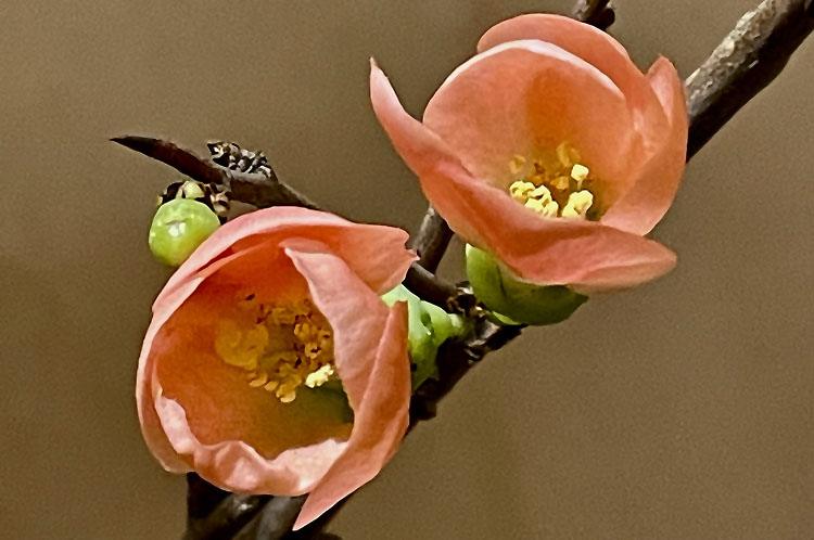 een takje van de Japanse kweepeer met twee oranje roze bloemen 