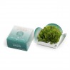 Wierook kegels Floral World Jasmine Wierook kegels Floral World Jasmine